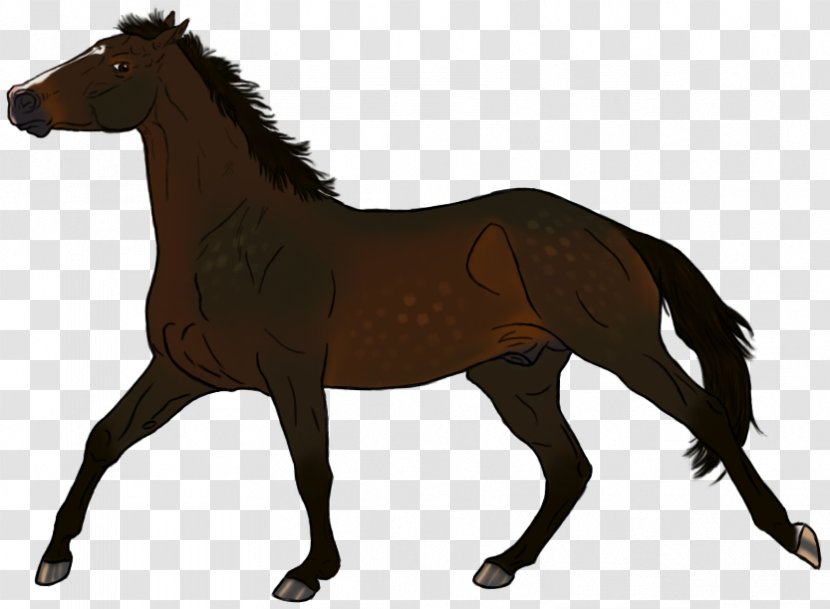 Mustang Pony Foal Stallion Colt - Pack Animal Transparent PNG