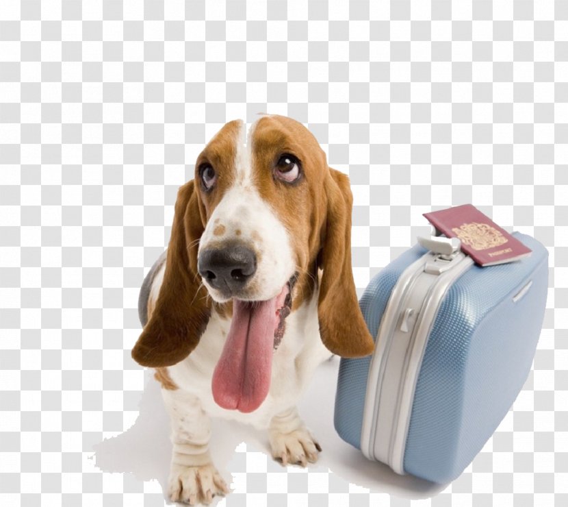 Basset Hound St. Bernard German Shepherd Labrador Retriever Dog Daycare - Snout - Exo Icon Transparent PNG