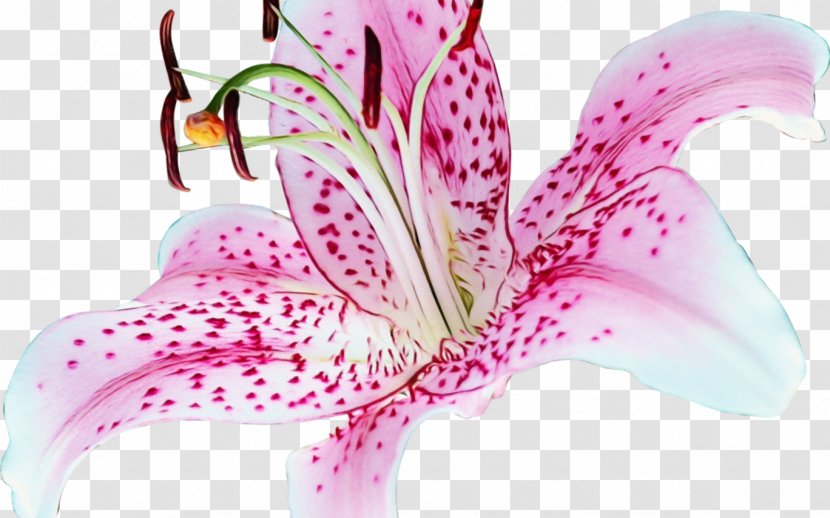 Lily Flower Cartoon - Stargazer - Hippeastrum Crinum Transparent PNG