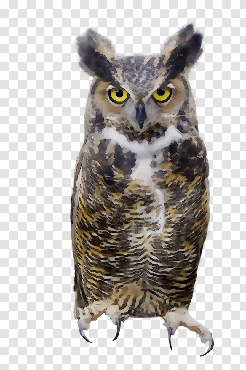 Great Grey Owl Beak - Bird Of Prey Transparent PNG