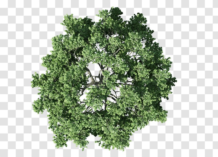 Tree Plan Shrub - Leaf Transparent PNG