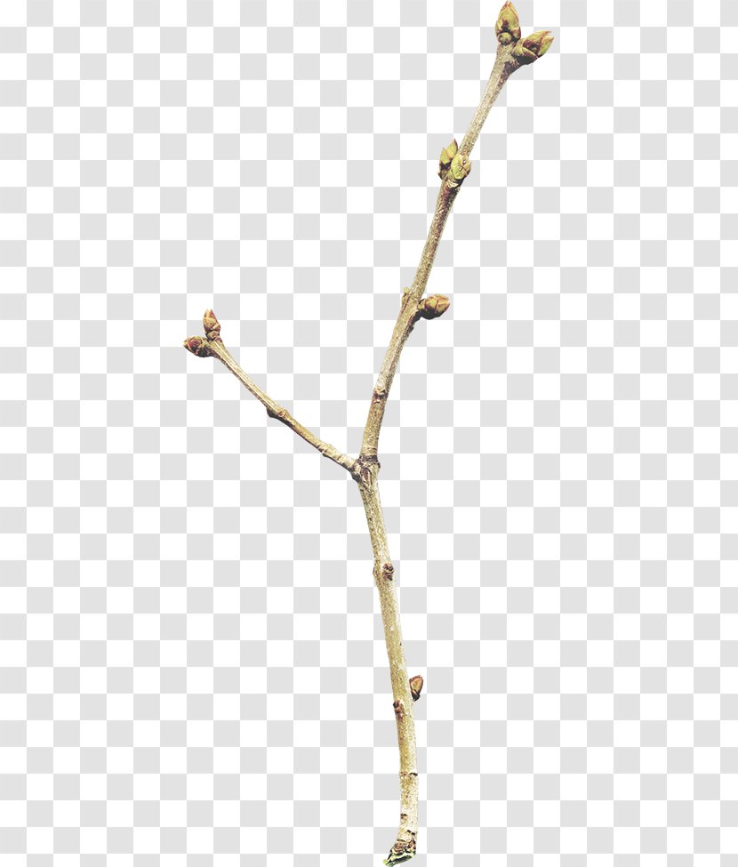 Light - Twig - Free To Pull The Material Leaves Transparent PNG