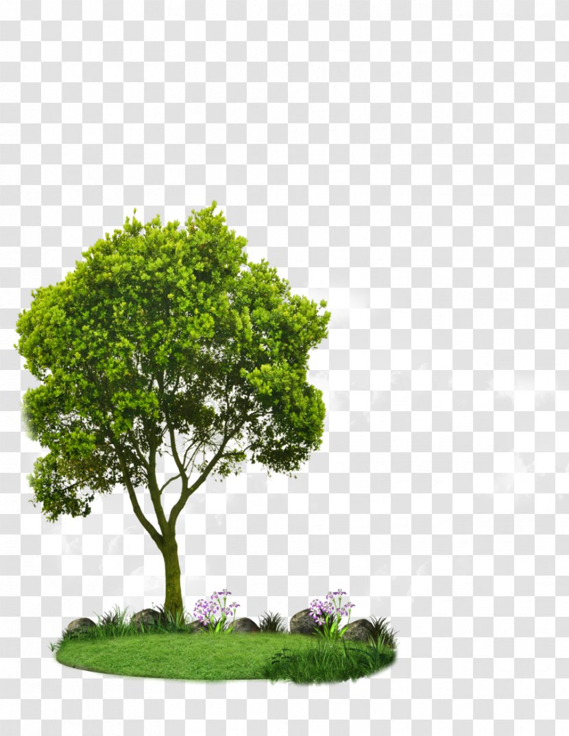 Choosing Small Trees Tree Planting Landscaping Root Transparent PNG