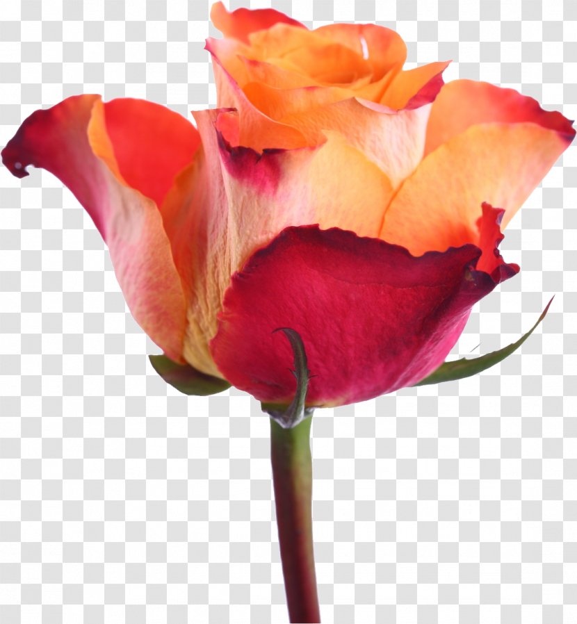 Centifolia Roses Rosa Gallica Garden Floribunda Cut Flowers - Rose Order Transparent PNG