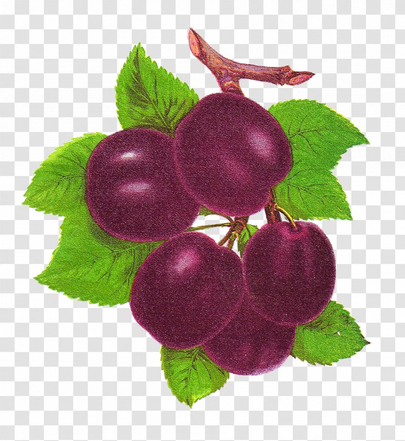 Plum Fruit Clip Art - Grape Transparent PNG