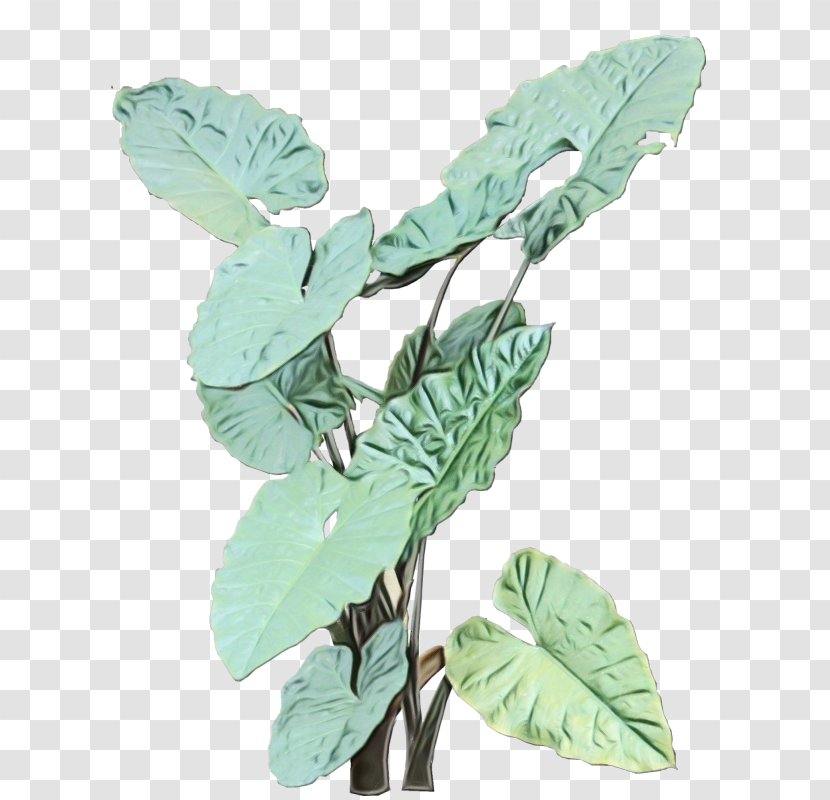Flower Leaf Plant Flowering Tree - Herbaceous Stem Transparent PNG