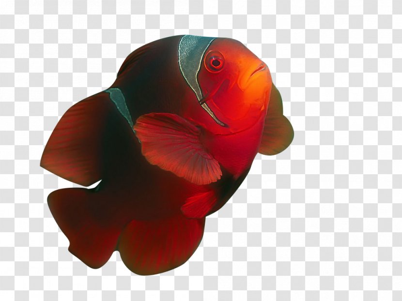 Ornamental Fish Tropical Clownfish - Computer Transparent PNG