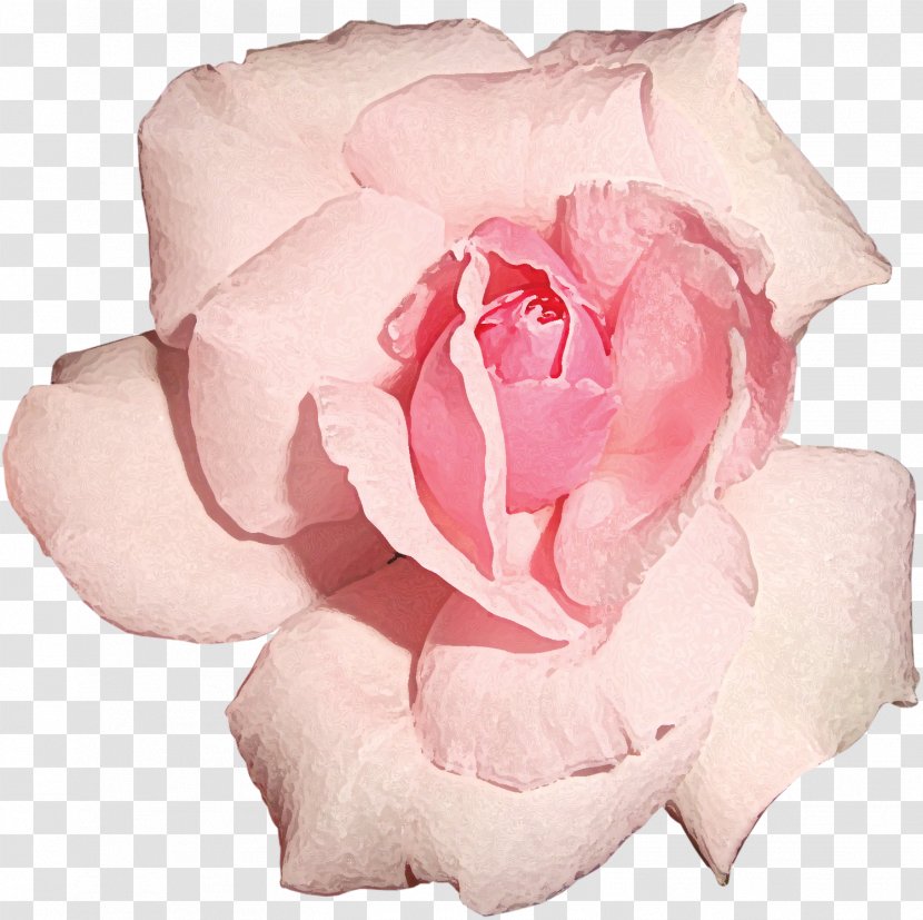Garden Roses Cut Flowers Centifolia - Rose Order - Ice Transparent PNG