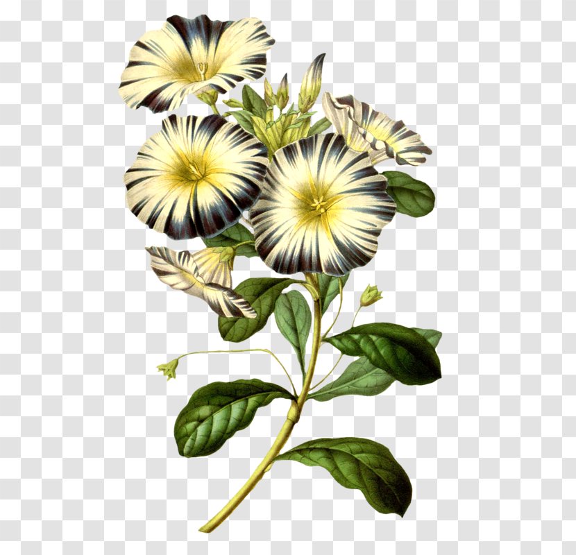Flower Maxx Marshall Horticulture Morning Glory Art - Chrysanths Transparent PNG