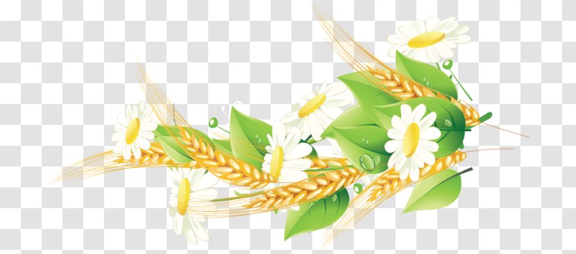 Corn On The Cob Cereal Grasses Grain Food - Sweet - Chamomile Transparent PNG