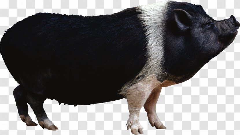 Domestic Pig Clip Art Image Desktop Wallpaper - Livestock - Navel Transparent PNG
