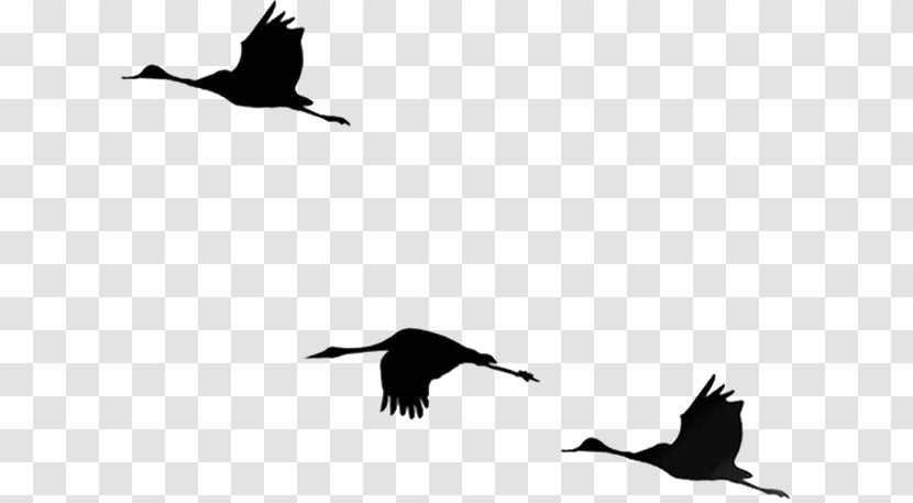 Bird - Software - Silhouette Geese Transparent PNG