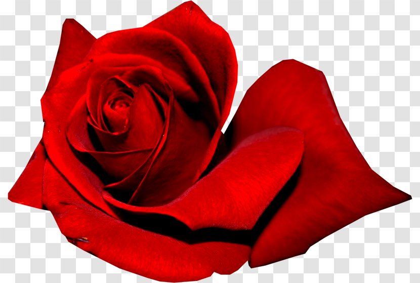 Garden Roses Red - Close Up - Rose Transparent PNG