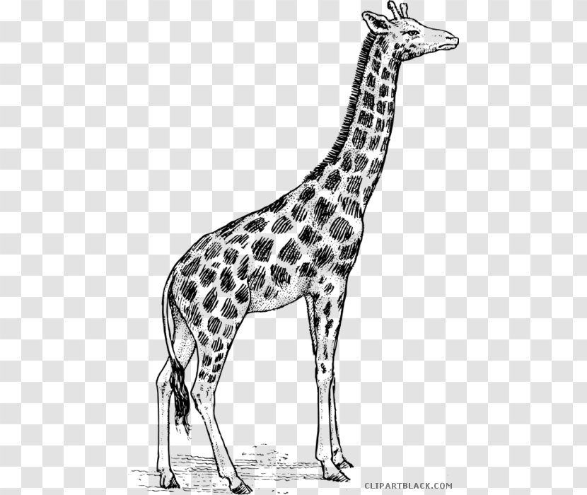 Giraffe Drawing Animal Illustrations Art Clip - Neck - Black And White Animals Transparent PNG