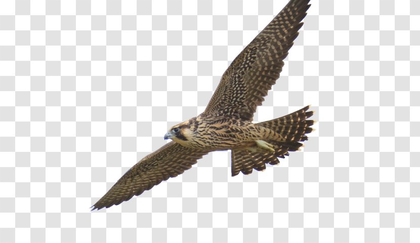 Clip Art Falcon Flight Image - Red Shouldered Hawk - Psd Transparent PNG