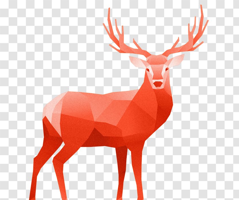 White-tailed Deer Red - Reindeer Transparent PNG