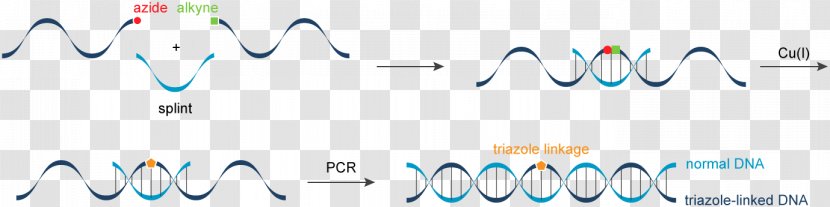 Logo Desktop Wallpaper - Text - Nucleic Acid Sequence Transparent PNG