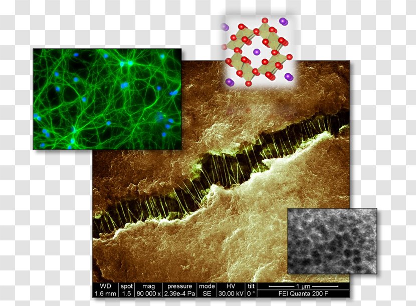 Animal Stock Photography Electrode Alkali - Curriculum Vitae - Carbon Nanotube Transparent PNG