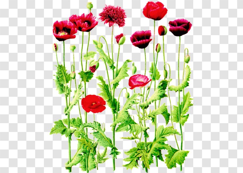 Flower Of The Fields Common Poppy Wildflower Clip Art Transparent PNG