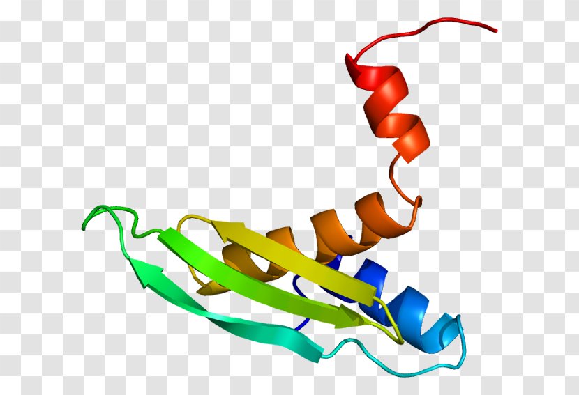STAU2 Gene RNA-binding Protein Staufen - Cartoon - Watercolor Transparent PNG