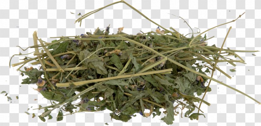 Herbalism Baruch College Grasses Lathyrus Transparent PNG
