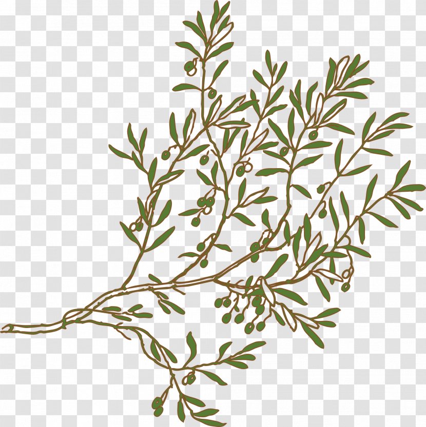 Olive Branch Tree Clip Art - Flowering Plant Transparent PNG