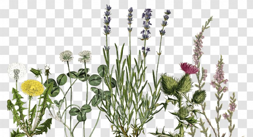 English Lavender Oil Essential Florame - Bloomsday Transparent PNG