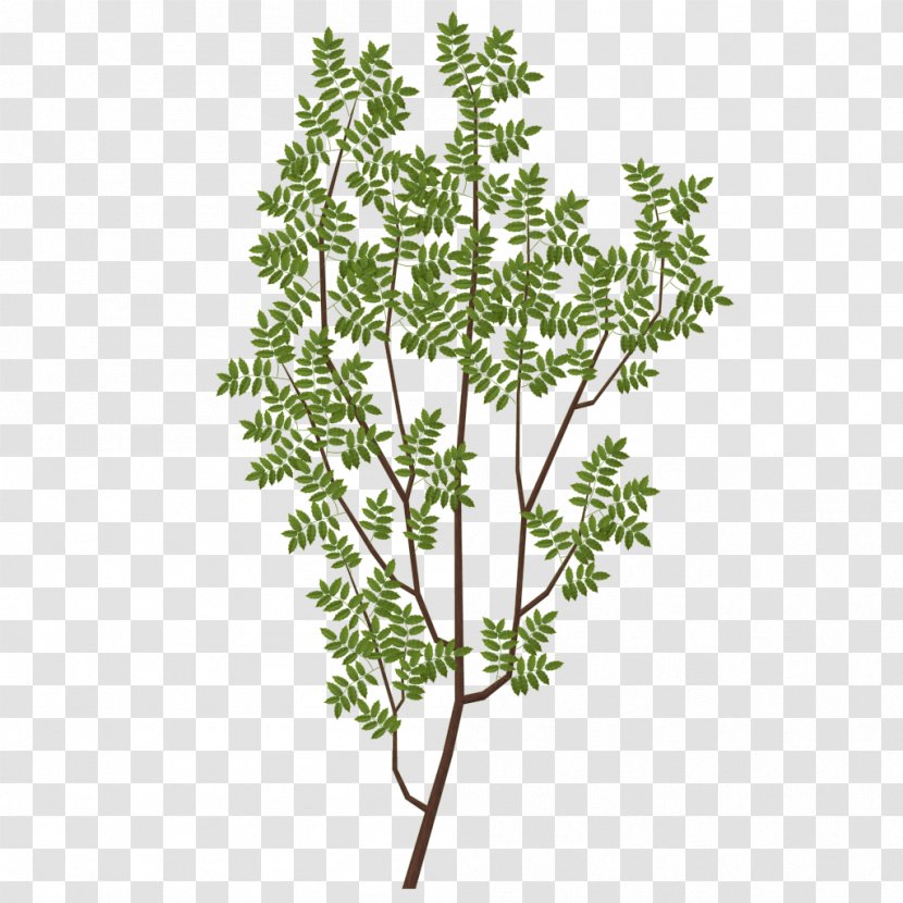 Branch Tree Leaf Texture Mapping - Plant Stem - Foliage Transparent PNG