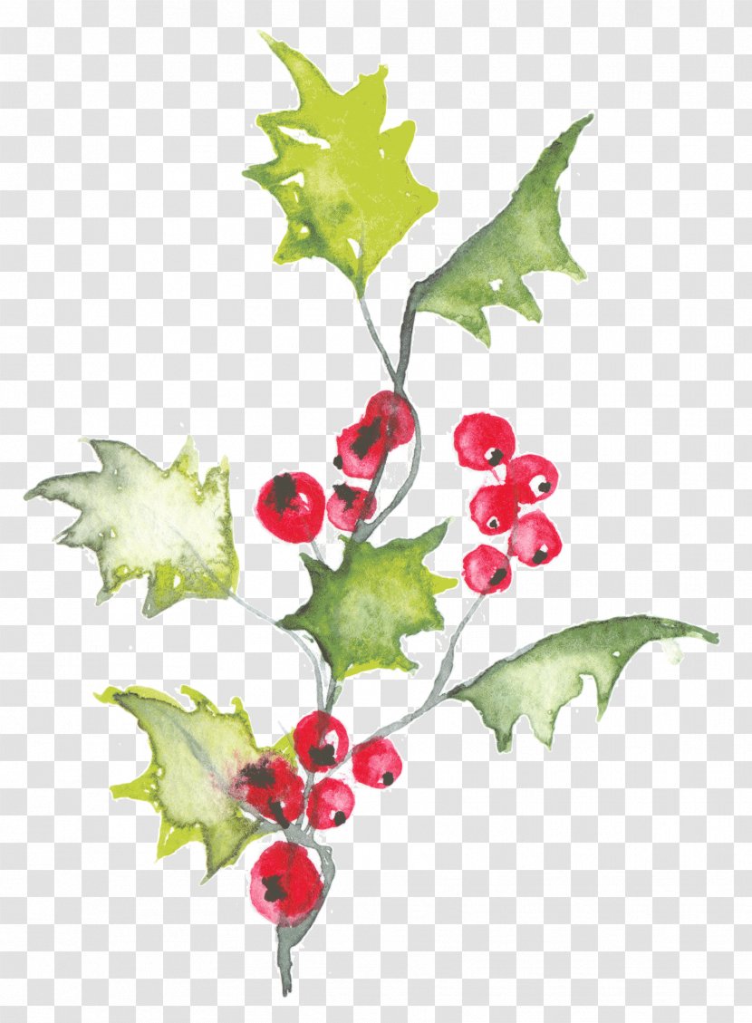 Holly Watercolor Painting Illustration Image Design - Candidate Transparent PNG