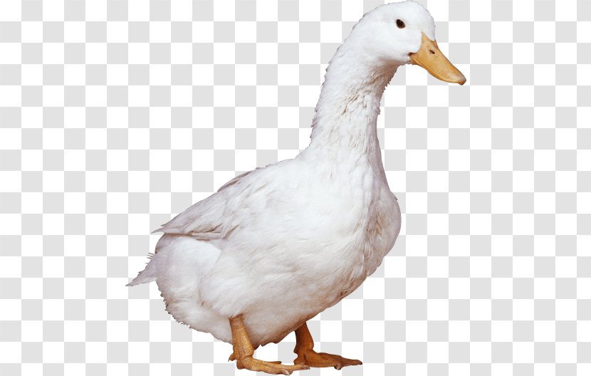 American Pekin Duck Goose - Domestic Transparent PNG