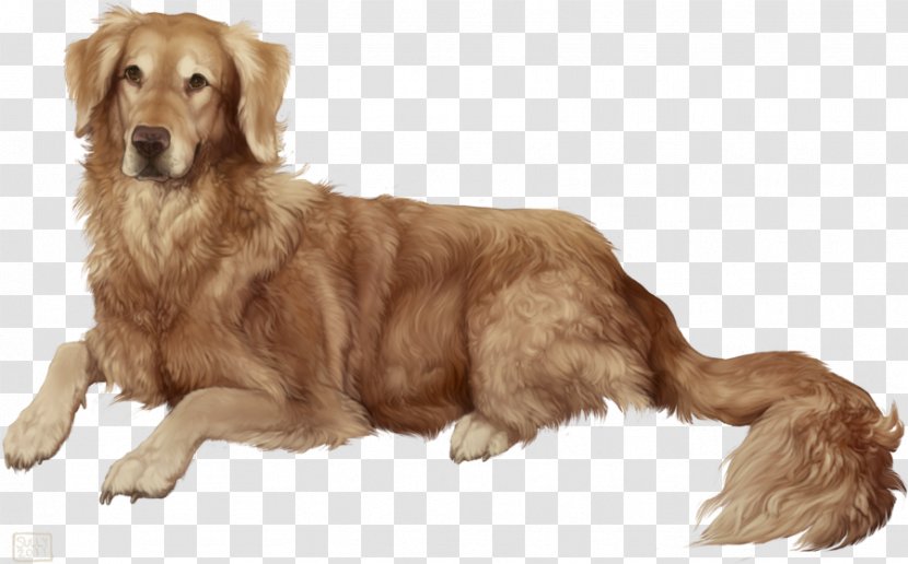 Golden Retriever Nova Scotia Duck Tolling Worldly Dogs Puppy Dog Breed - Canidae Transparent PNG