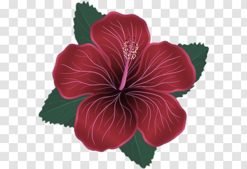 Flower Flowering Plant Hibiscus Hawaiian Petal - Leaf Chinese Transparent PNG