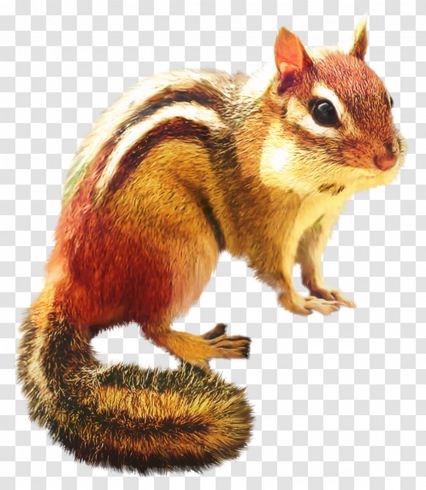 Fox Cartoon - Ground Squirrels - Grey Squirrel Fawn Transparent PNG