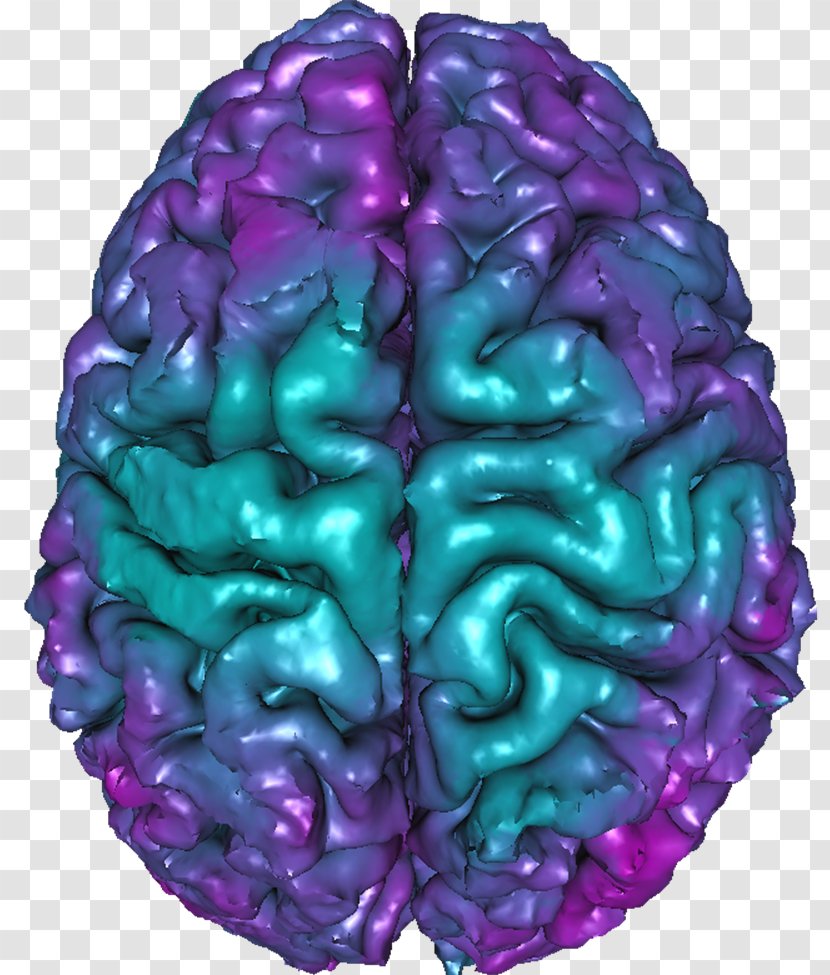 Brain Organism - Tree Transparent PNG