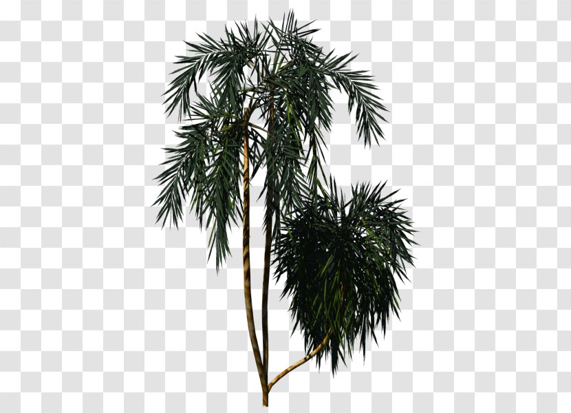 Asian Palmyra Palm Arecaceae New Zealand Cabbage Tree Plant - Borassus Flabellifer Transparent PNG
