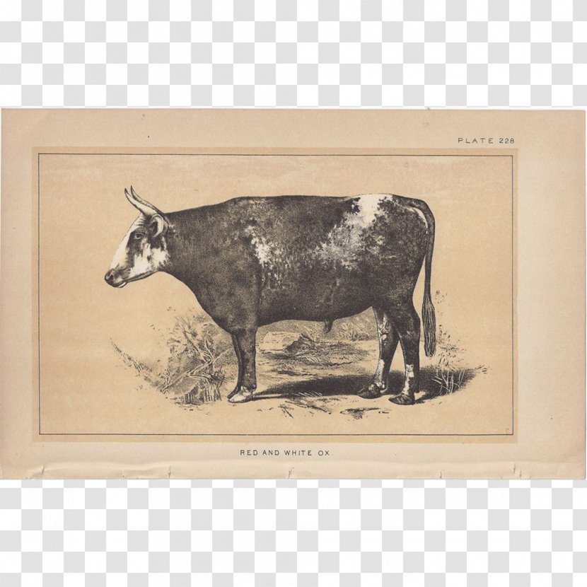 Dairy Cattle Ox Bull Picture Frames - Cow Goat Family Transparent PNG