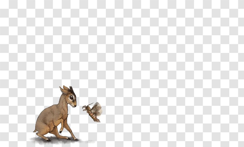 Canidae Dog Kangaroo Mammal Fauna - Carnivoran Transparent PNG