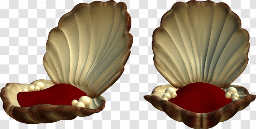 Seashell - Pinnwand - Pearls Transparent PNG