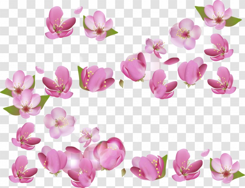 National Cherry Blossom Festival - Vecteur - Blossoms Transparent PNG