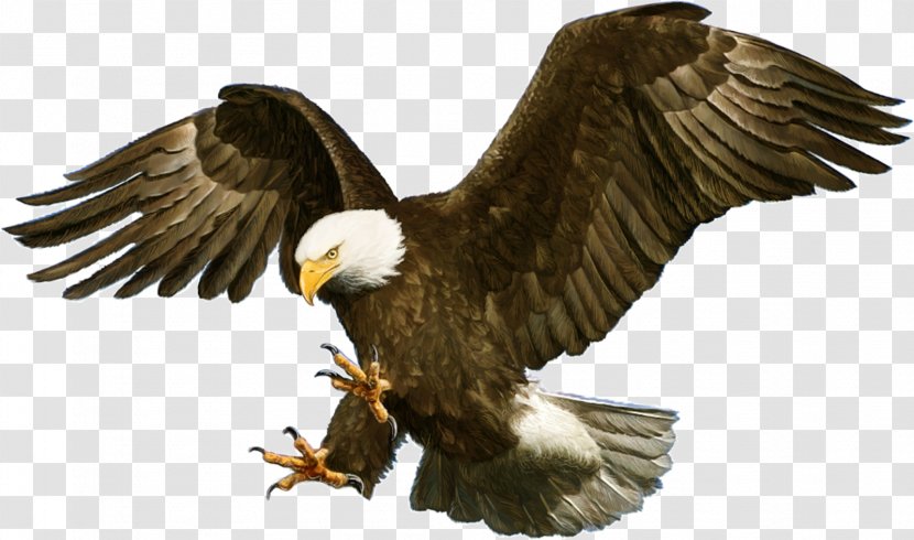 Bald Eagle White-tailed - Beak Transparent PNG