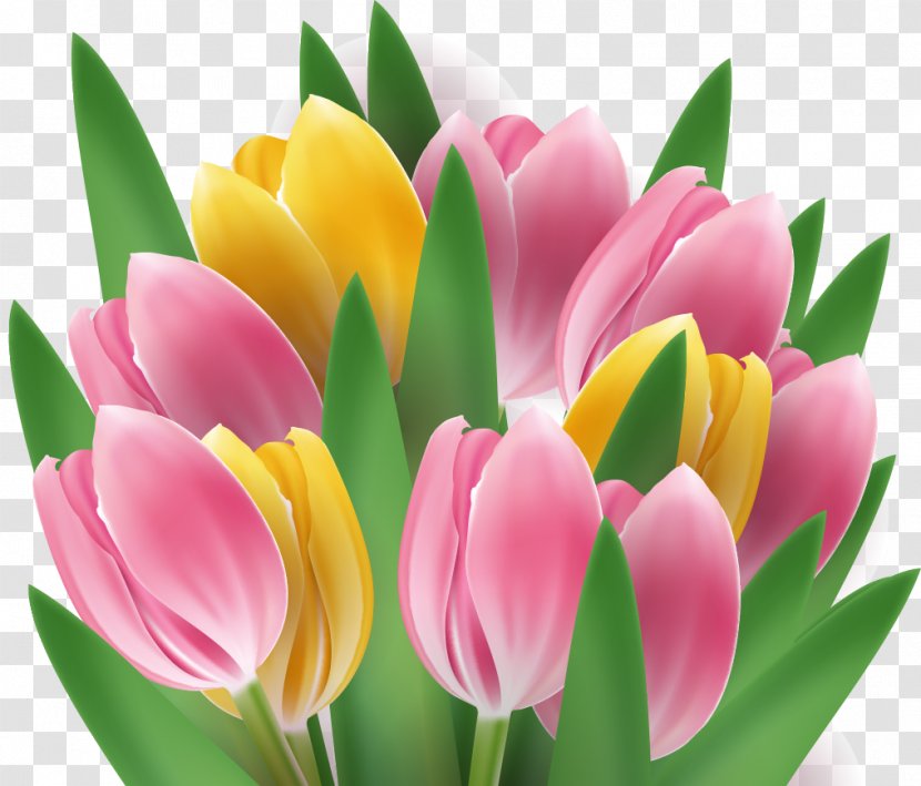 Tulip Flower Clip Art - Cut Flowers Transparent PNG