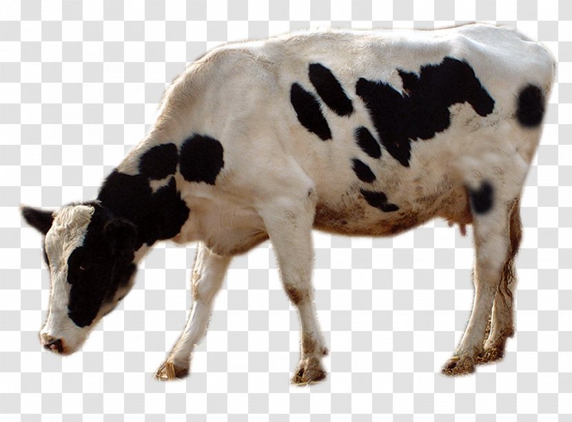 Cattle Livestock Grazing - Cows Transparent PNG