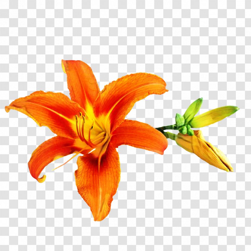 Orange Lily Amaryllis Cut Flowers Daylily Petal - Plant Transparent PNG