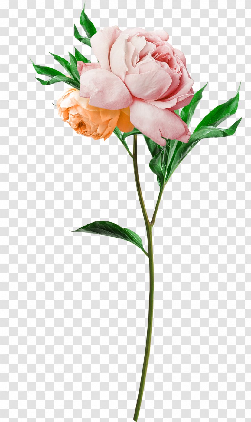 Flower Jurlique Taobao Tmall - Rose Family - Peony Transparent PNG