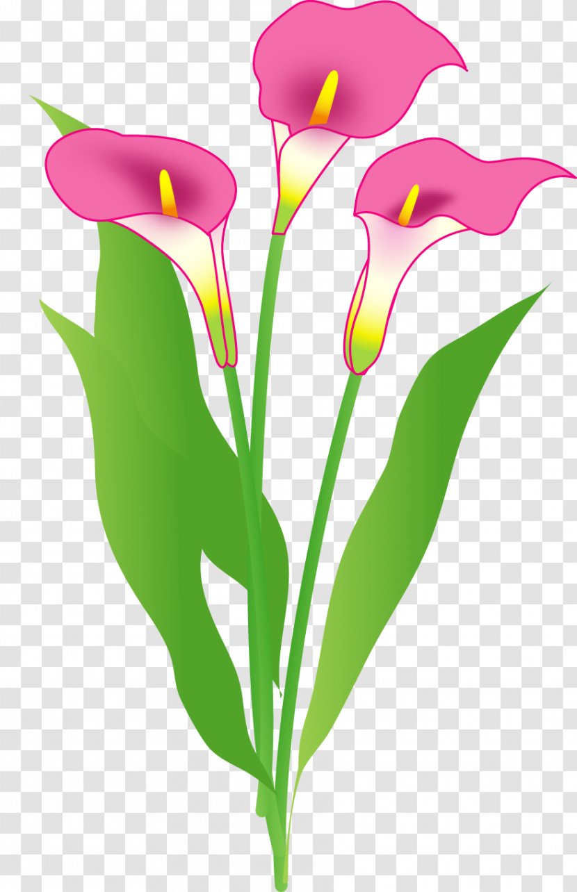 Cut Flowers Color Arum-lily Floral Design - Pink - Flower Transparent PNG
