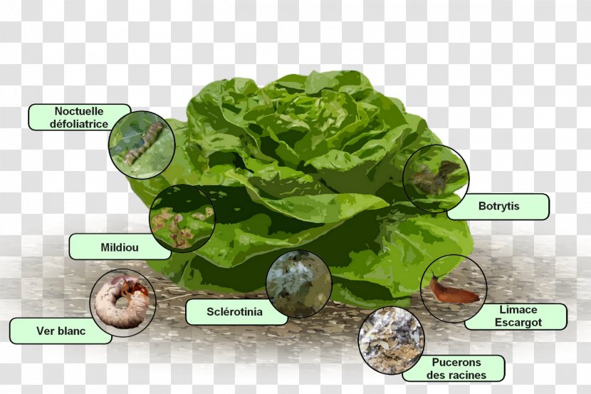 Romaine Lettuce Downy Mildew Disease Salad - Therapy Transparent PNG