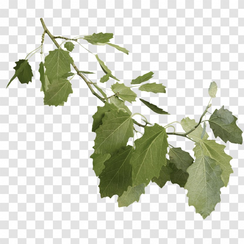 Leaf Grape Leaves Twig Plant Stem Tree - Branch - TWIG Transparent PNG
