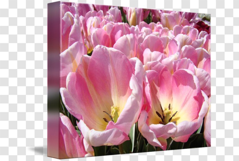 Tulip Cut Flowers Petal Pink M - Seed Plant Transparent PNG