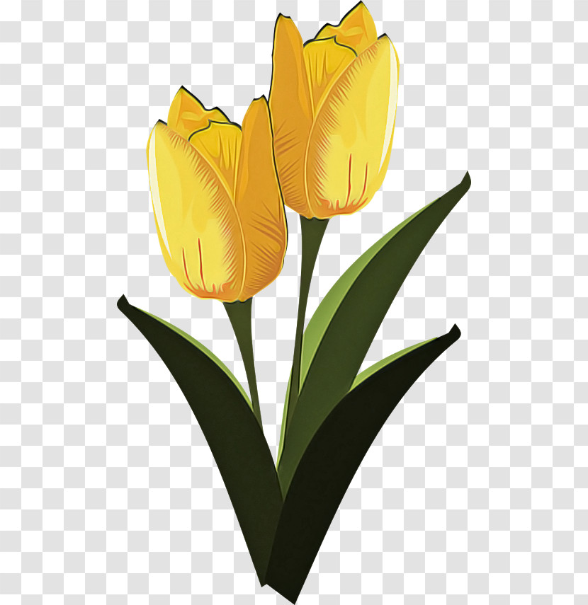 Flower Tulip Yellow Petal Plant Transparent PNG