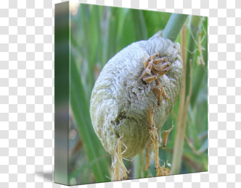 Mantis Animal Imagekind Bird Nest Flickr - Art - Pathology Transparent PNG